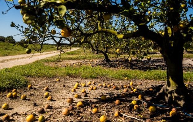 Citrus crop losses from Ian expected to top 80 percent in some areas